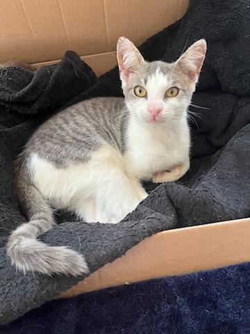 Enlarge Possum, a Adoptable Domestic Short Hair in Ridgewood, NY image 4/5