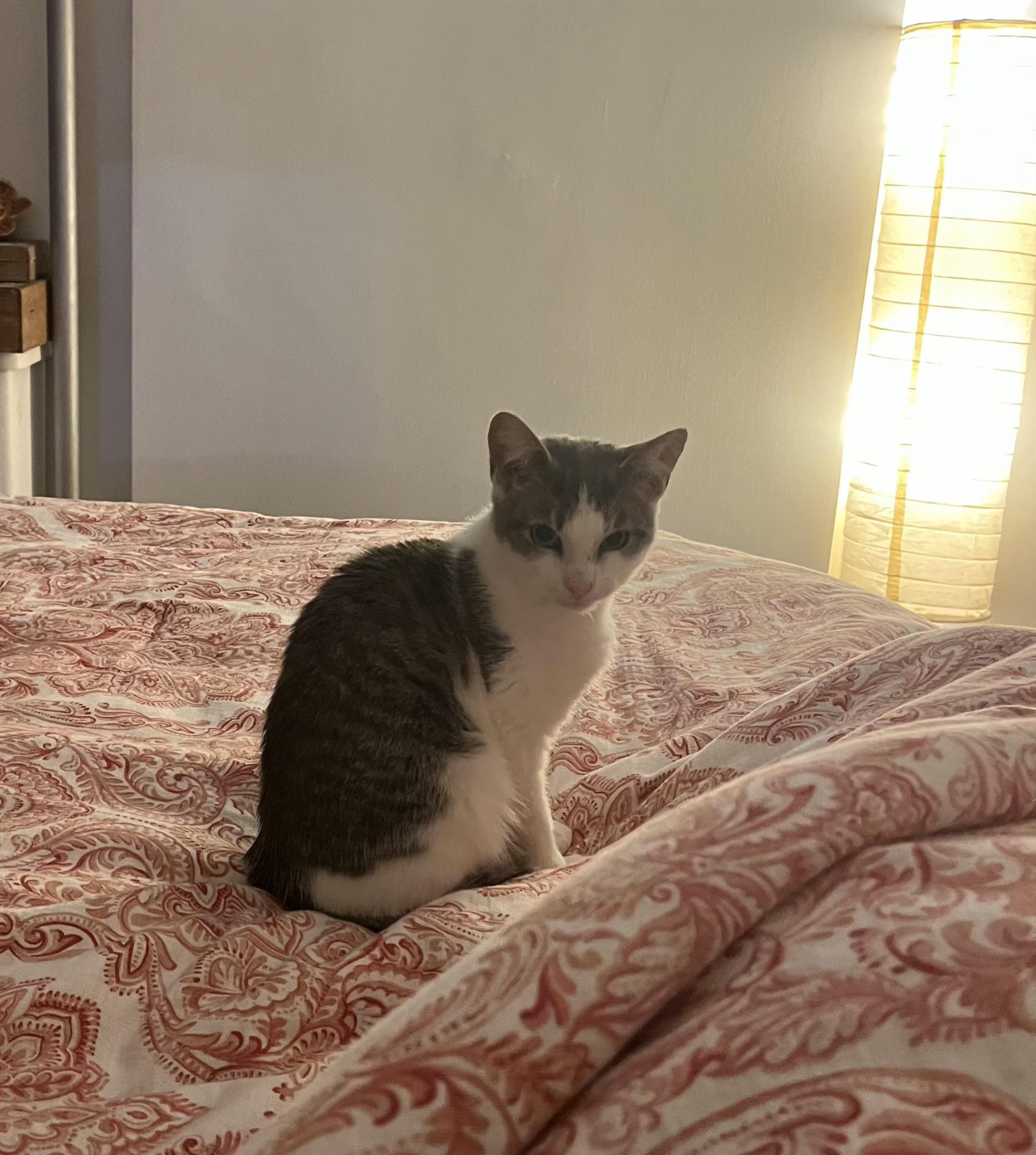 Enlarge Possum, a Adoptable Domestic Short Hair in Ridgewood, NY image 5/5