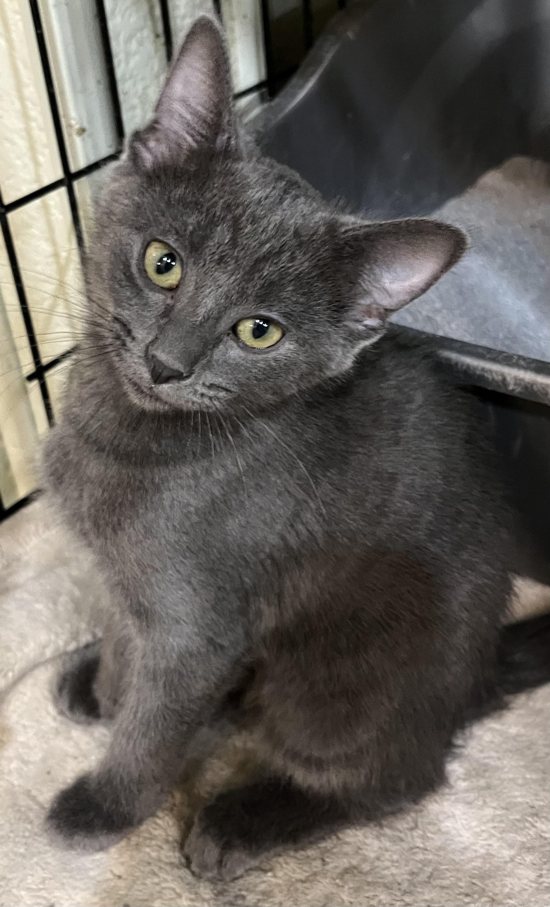 Jules, Olivia and Matilda, a Adoptable Domestic Long Hair in Moline, IL image 4/5