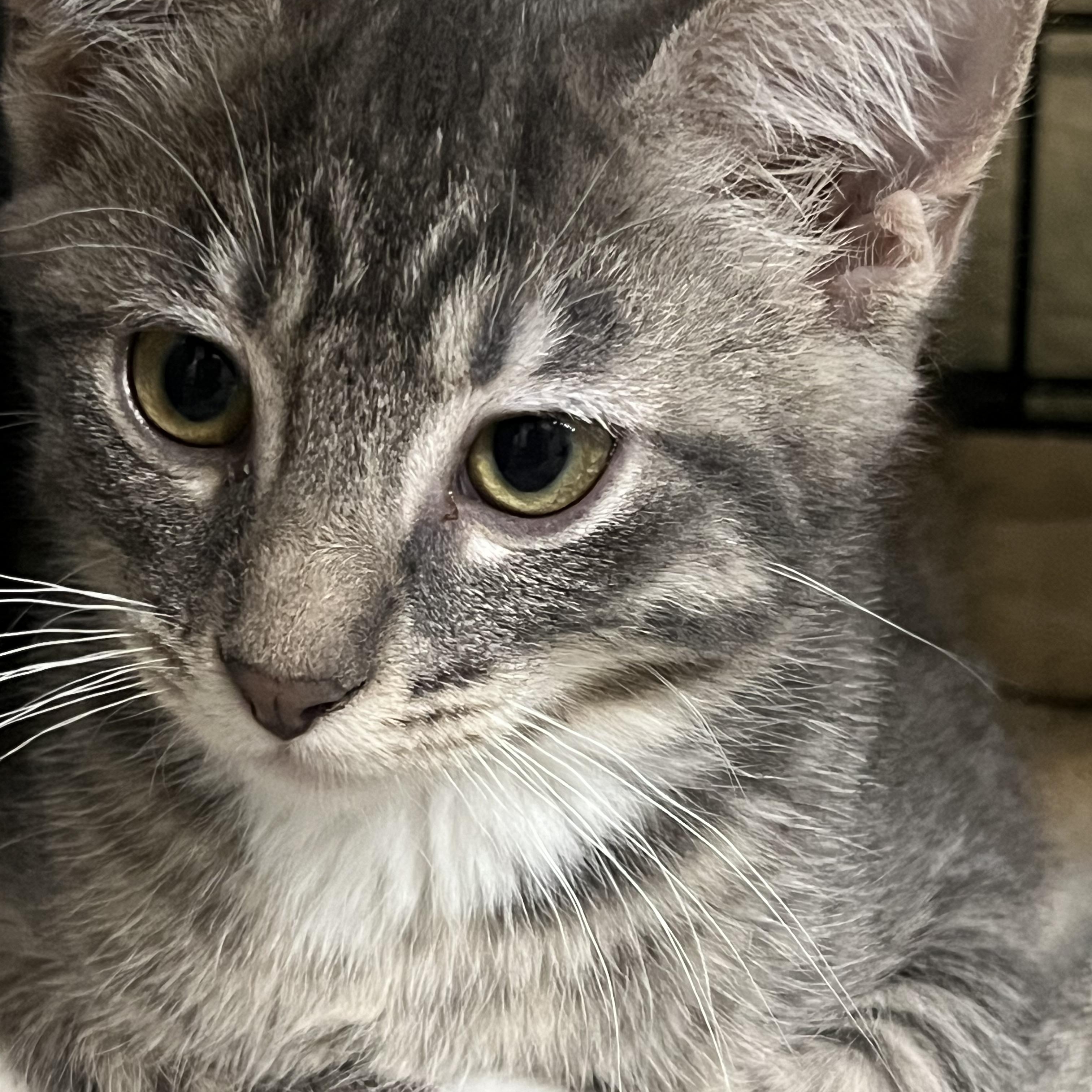 Jules, Olivia and Matilda, a Adoptable Domestic Long Hair in Moline, IL image 5/5