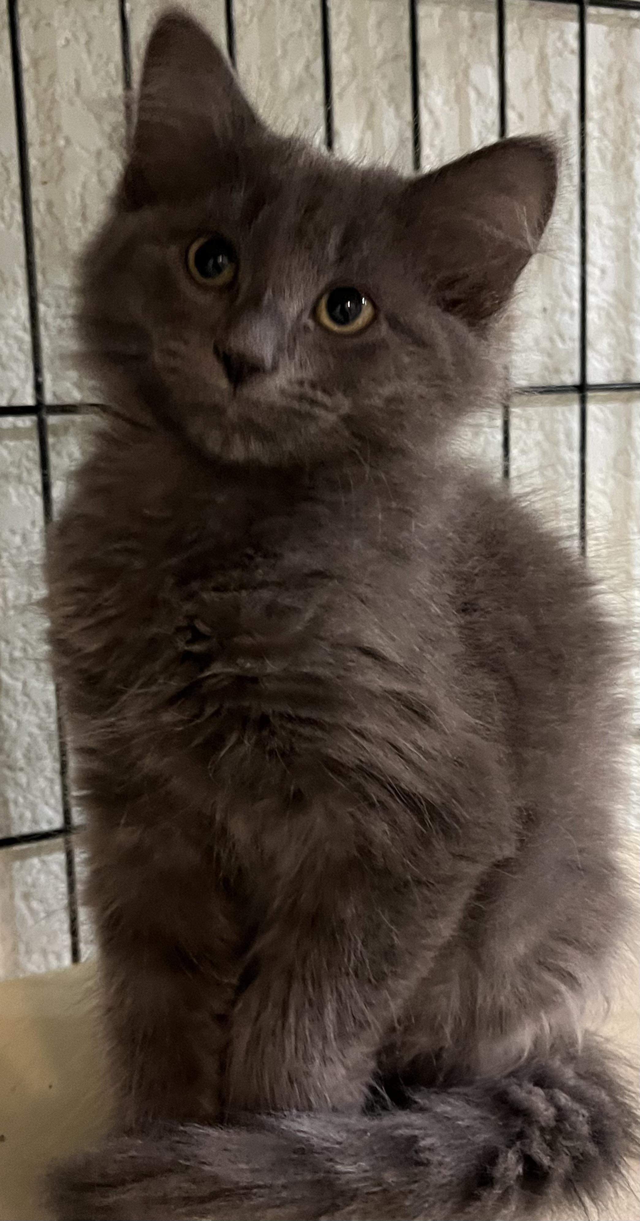 Jules, Olivia and Matilda, a Adoptable Domestic Long Hair in Moline, IL image 1/5