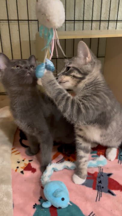 Enlarge Jules, Olivia and Matilda, a Adoptable Domestic Long Hair in Moline, IL video 2/5