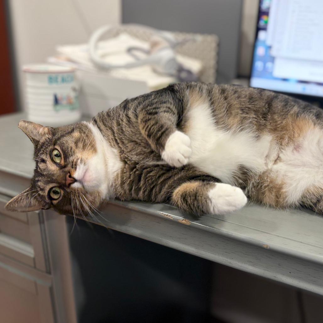 Enlarge Hazel, a Adoptable Domestic Short Hair in Wind Gap, PA image 1/6