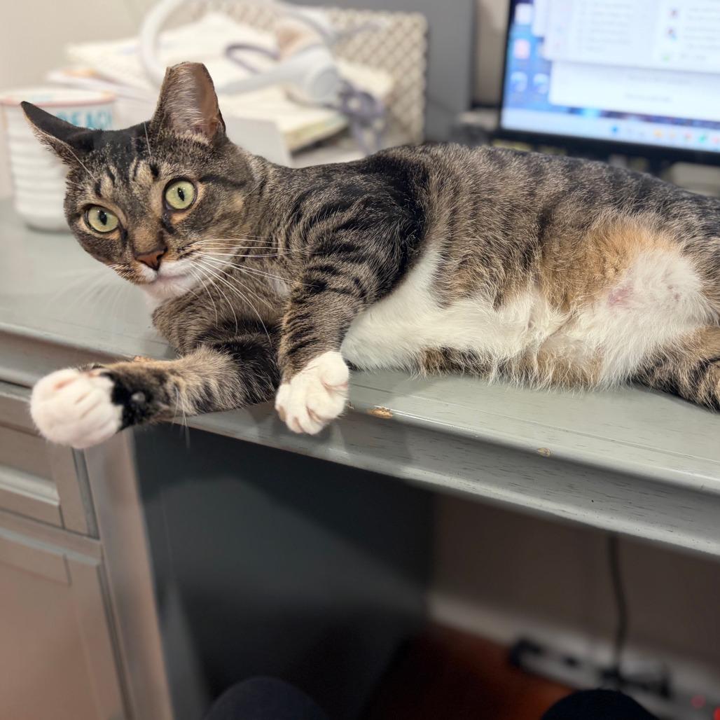 Enlarge Hazel, a Adoptable Domestic Short Hair in Wind Gap, PA image 2/6