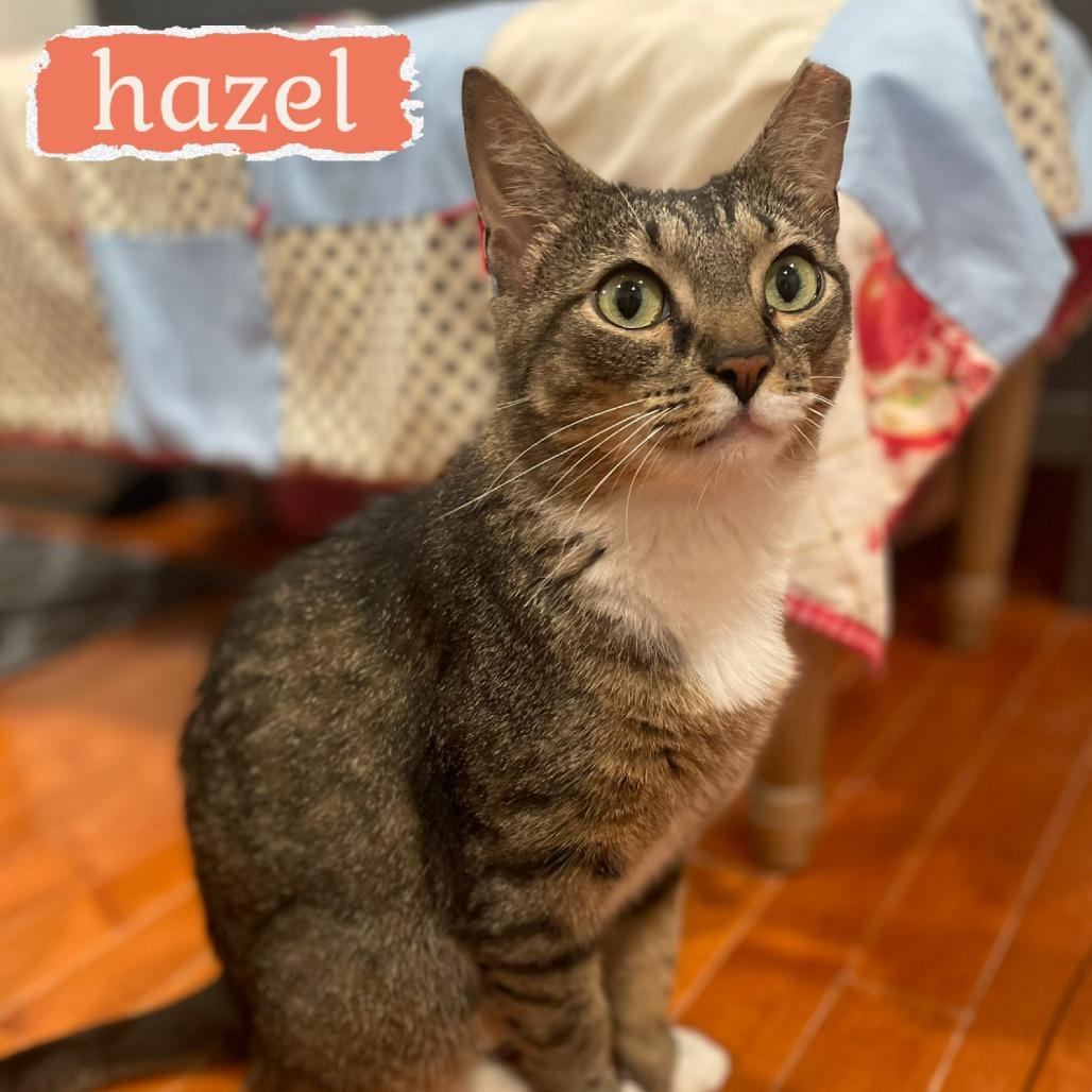 Enlarge Hazel, a Adoptable Domestic Short Hair in Wind Gap, PA image 3/6