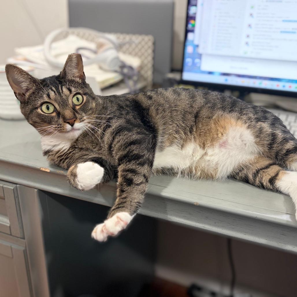 Enlarge Hazel, a Adoptable Domestic Short Hair in Wind Gap, PA image 4/6