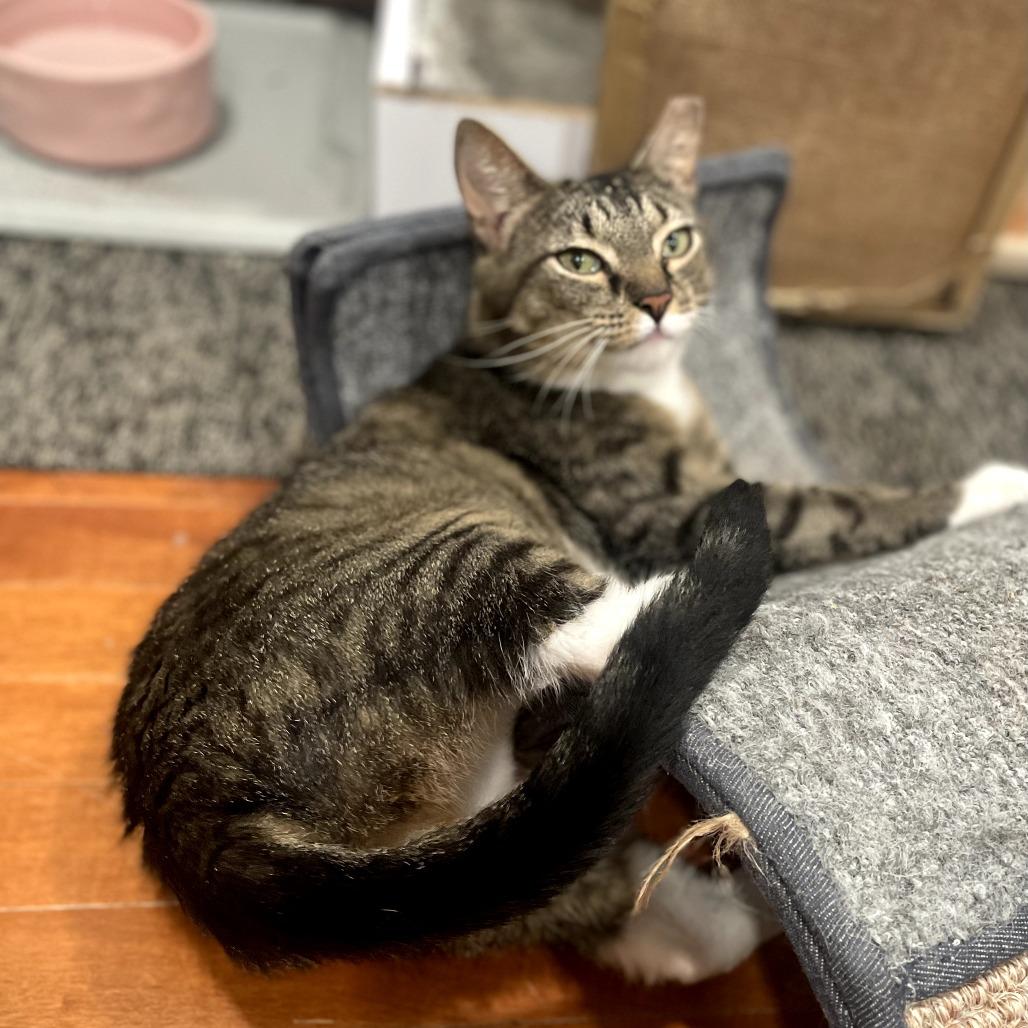 Enlarge Hazel, a Adoptable Domestic Short Hair in Wind Gap, PA image 5/6