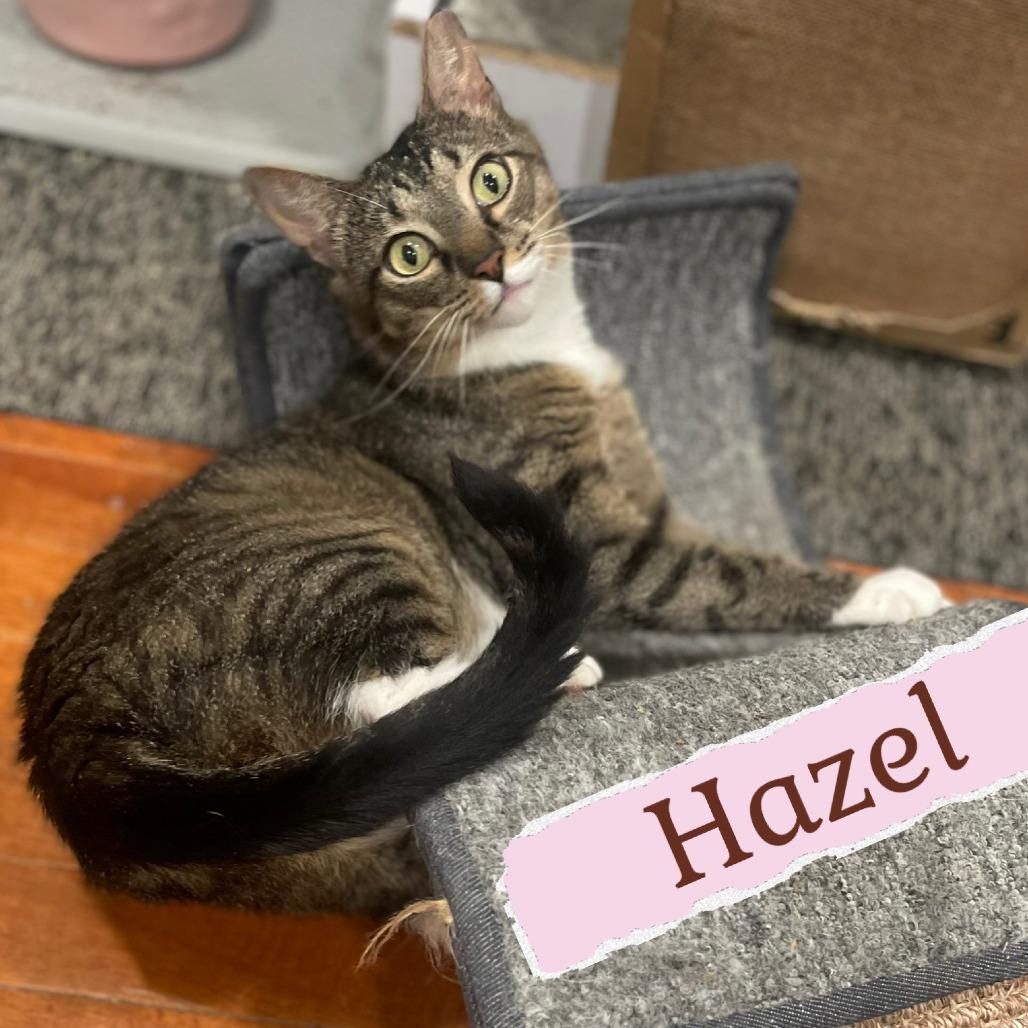 Enlarge Hazel, a Adoptable Domestic Short Hair in Wind Gap, PA image 6/6