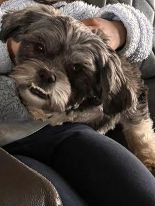 Enlarge Crayolie , a ADOPTABLE Lhasa Apso in Sugar Grove, IL image 2/2