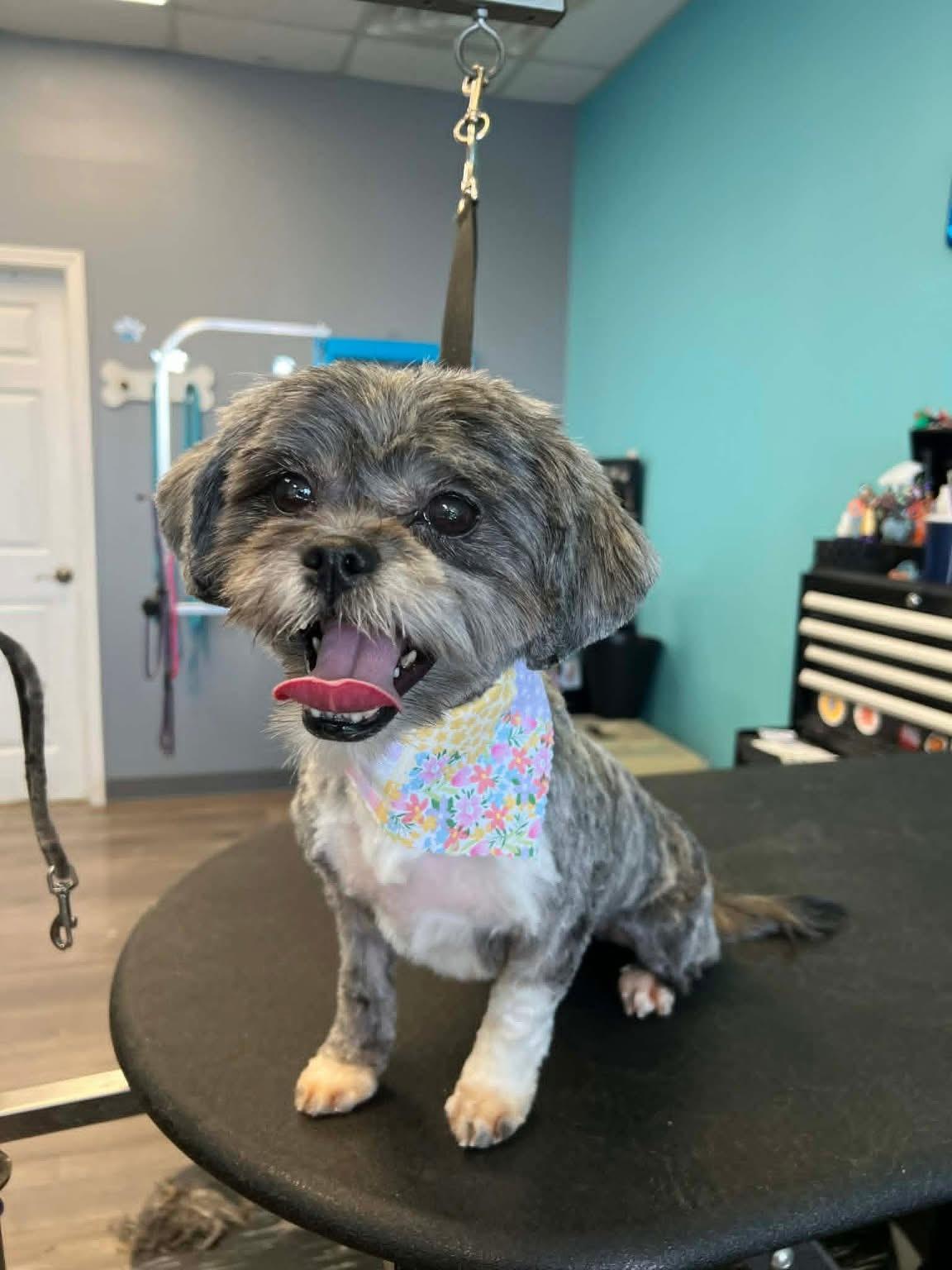 Crayolie , ADOPTABLE, Adult Female Lhasa Apso.