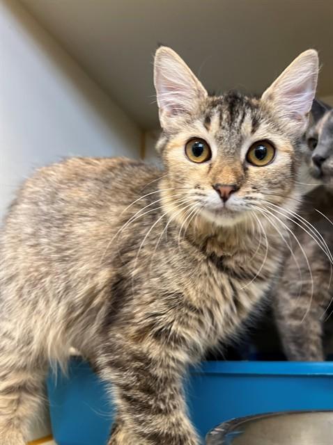 MOXY, Adoptable, Young Female Domestic Long Hair.