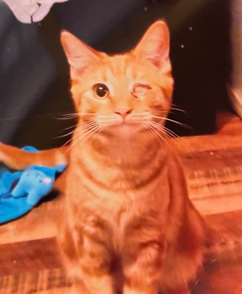 Cantelope, Adoptable, Young Male Domestic Short Hair.