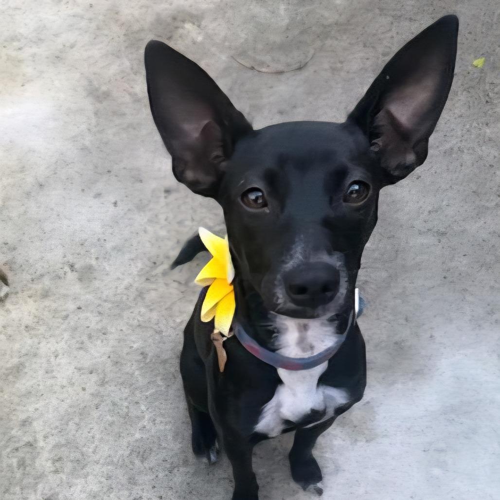 Enlarge Mina, a Adoptable mixed breed in Houston, TX image 1/4