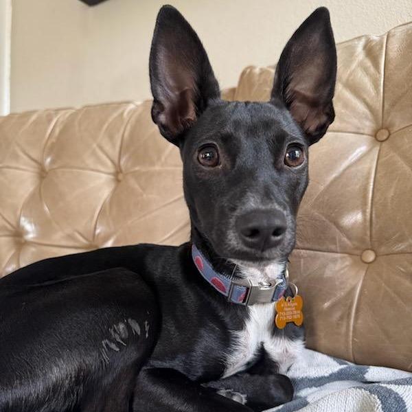 Mina, a Adoptable mixed breed in Houston, TX image 3/4