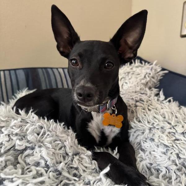 Enlarge Mina, a Adoptable mixed breed in Houston, TX image 2/4