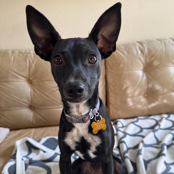 Enlarge Mina, a Adoptable mixed breed in Houston, TX image 4/4