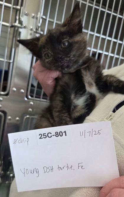 Roxette, Adoptable, Kitten Female Domestic Short Hair & Domestic Short Hair.