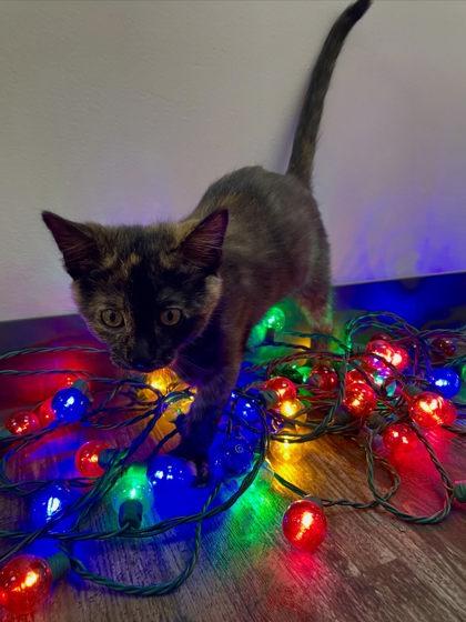 Roxette, a Adoptable Domestic Short Hair in Willmar, MN image 3/3