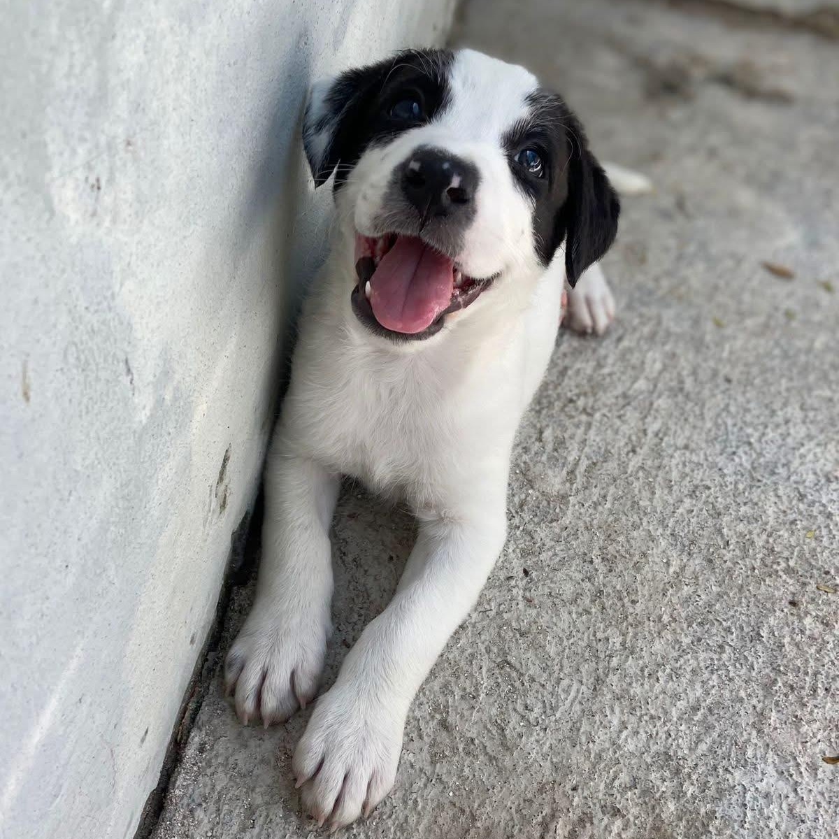 Enlarge Franchesca, a ADOPTABLE Mixed Breed in Thornhill, ON image 2/2