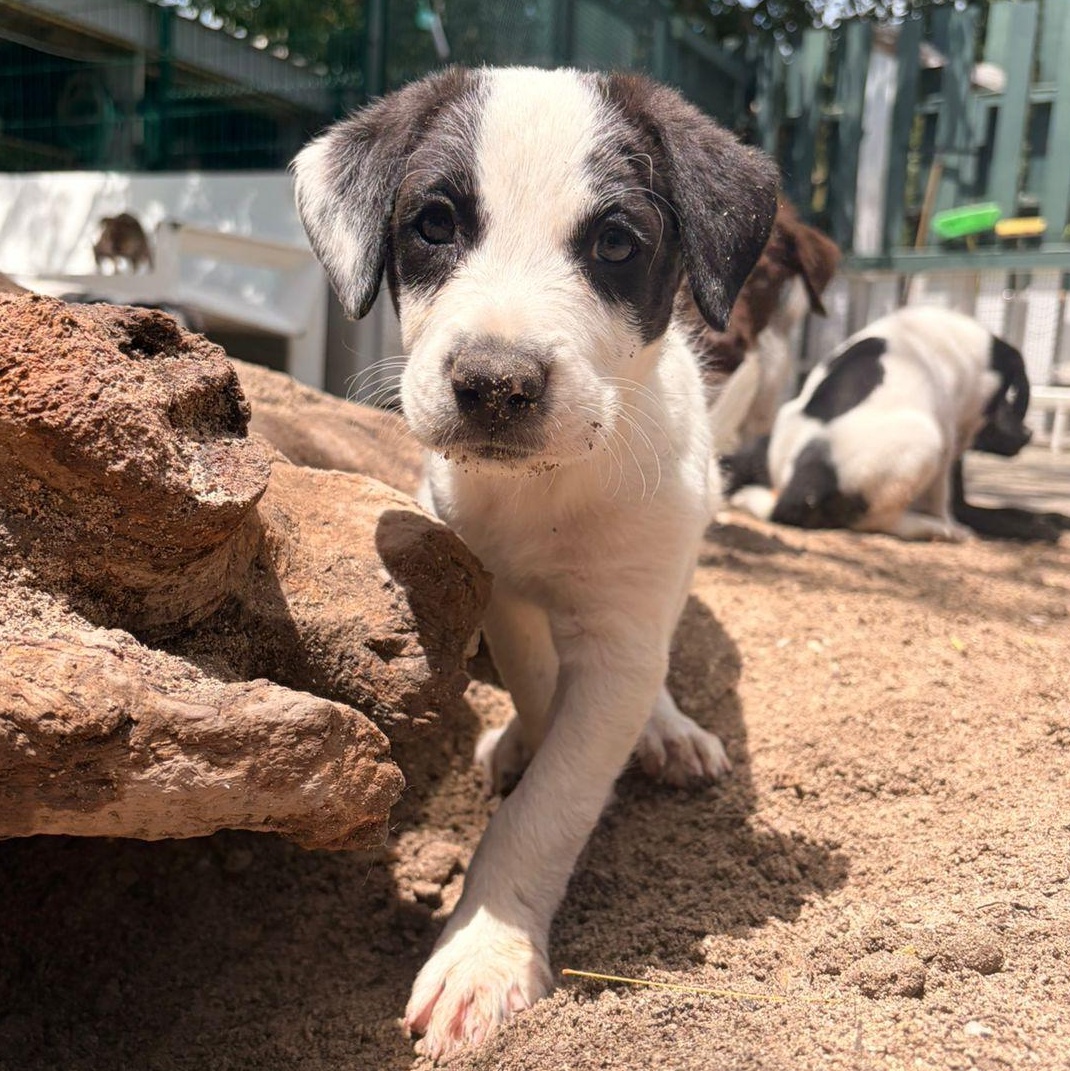 Enlarge Franchesca, a ADOPTABLE Mixed Breed in Thornhill, ON image 1/2