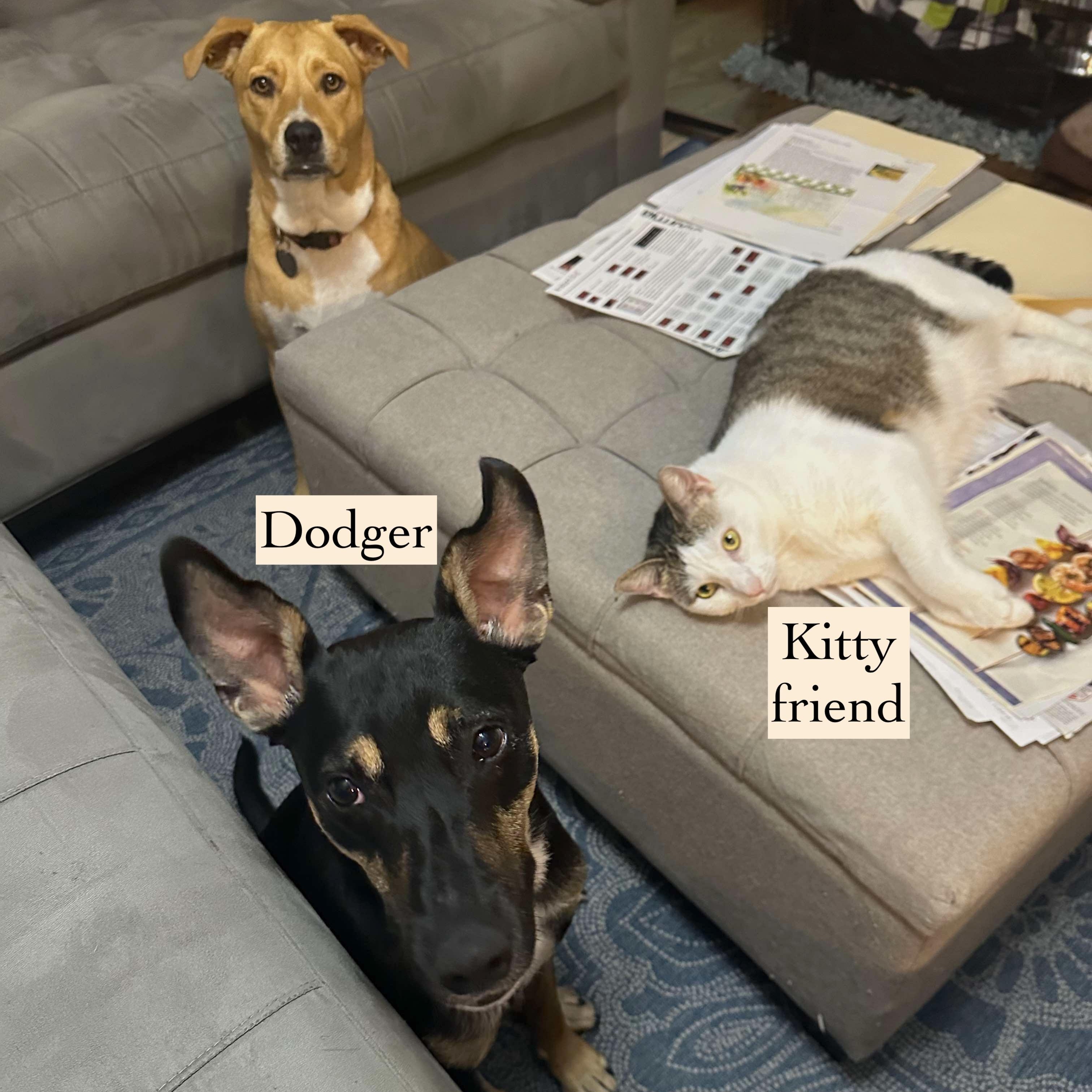 Dodger, a Adoptable mixed breed in Springfield, OR image 3/5