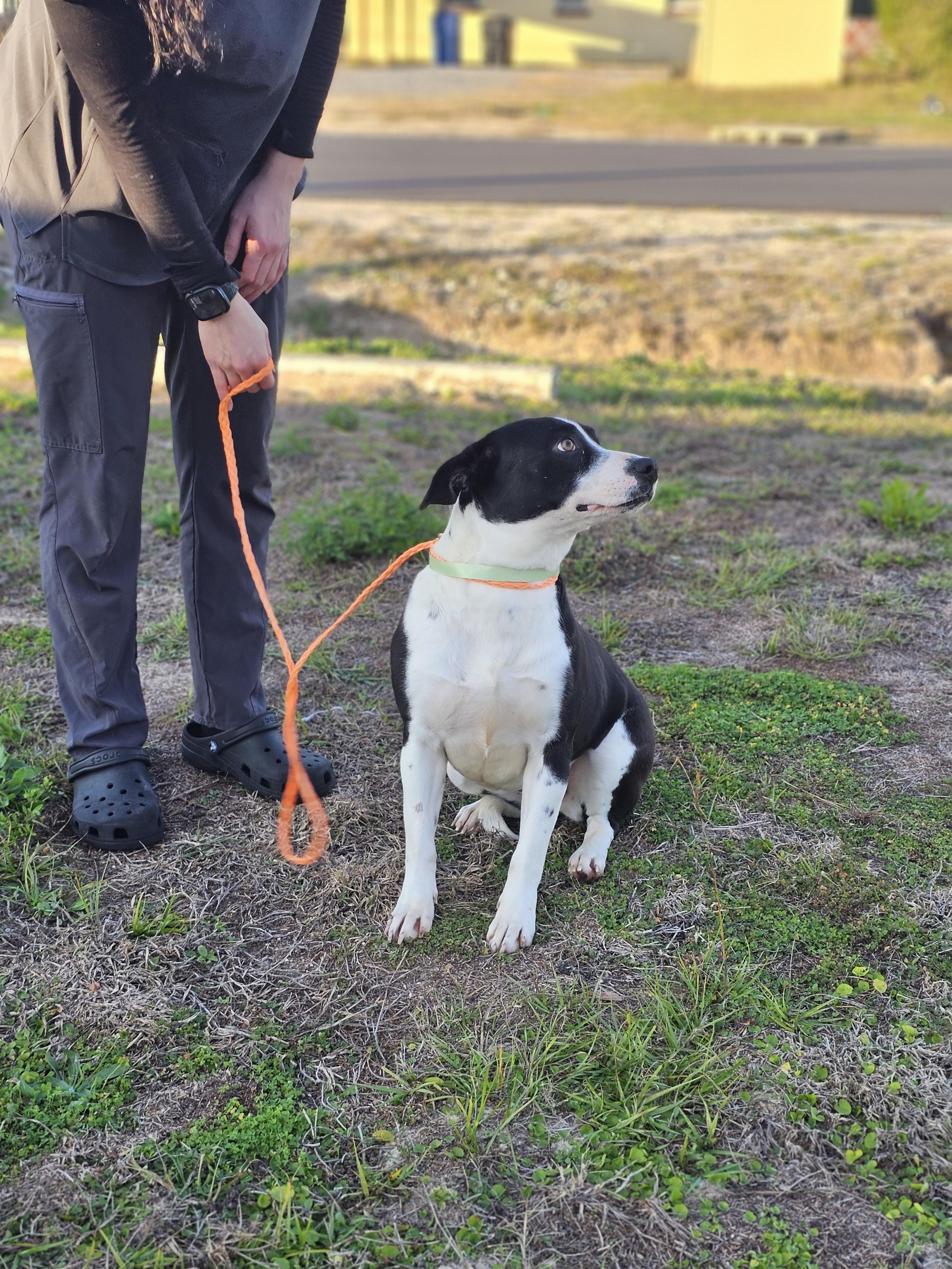 Tink, Adoptable, Young Female Mixed Breed.