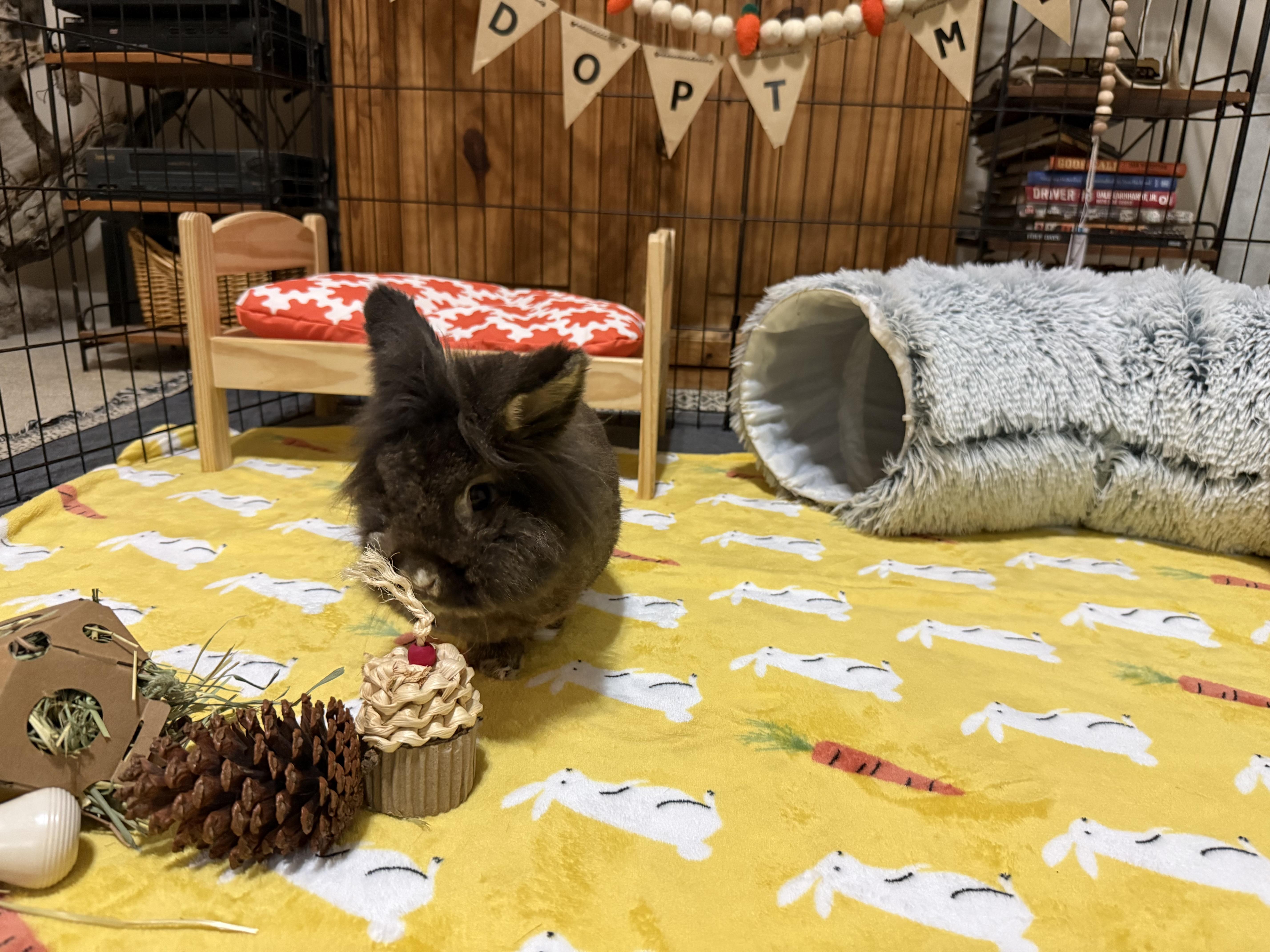 Enlarge Acorn, a ADOPTABLE Lionhead in Little Rock, AR image 5/6