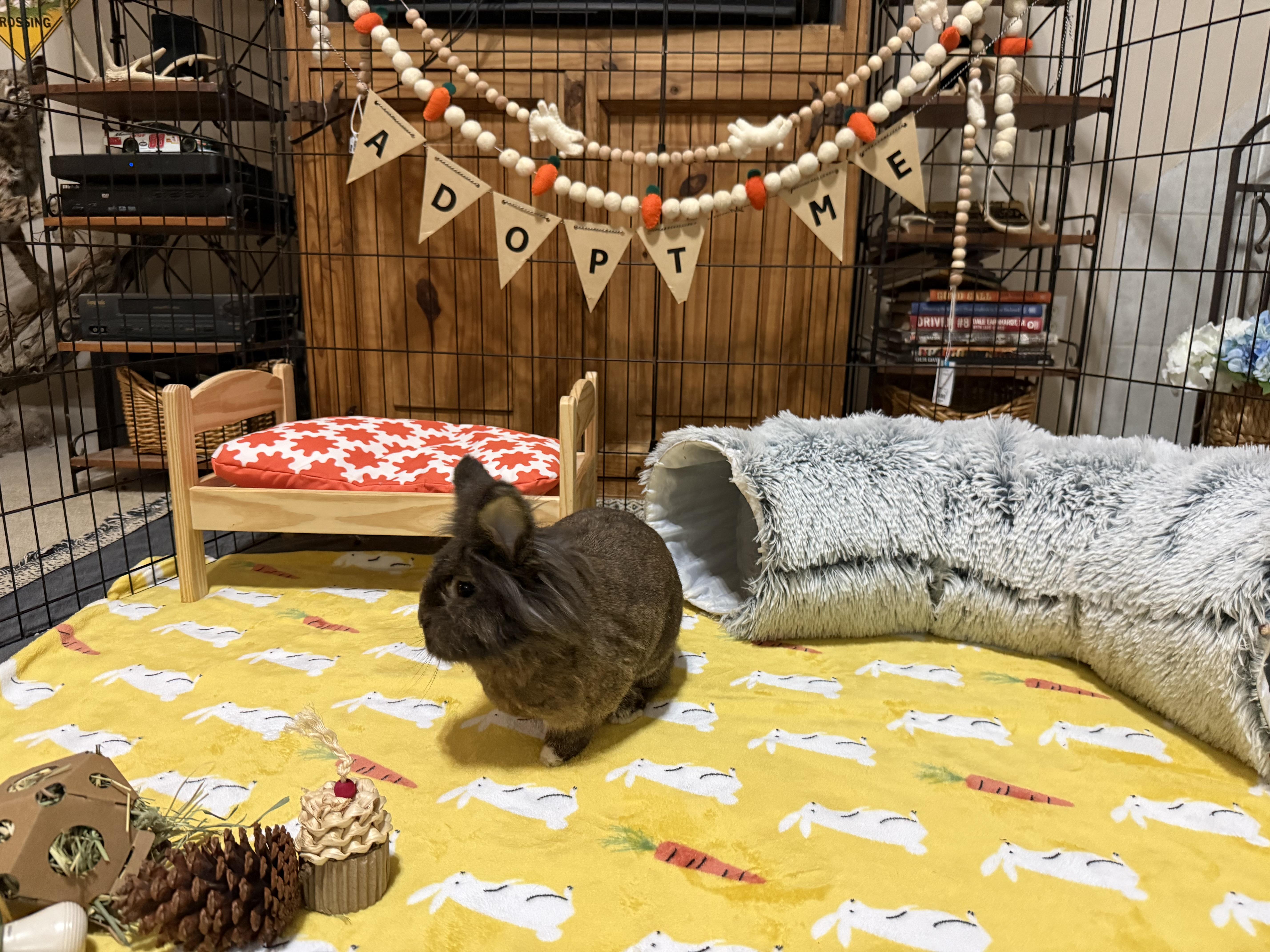 Enlarge Acorn, a ADOPTABLE Lionhead in Little Rock, AR image 2/6