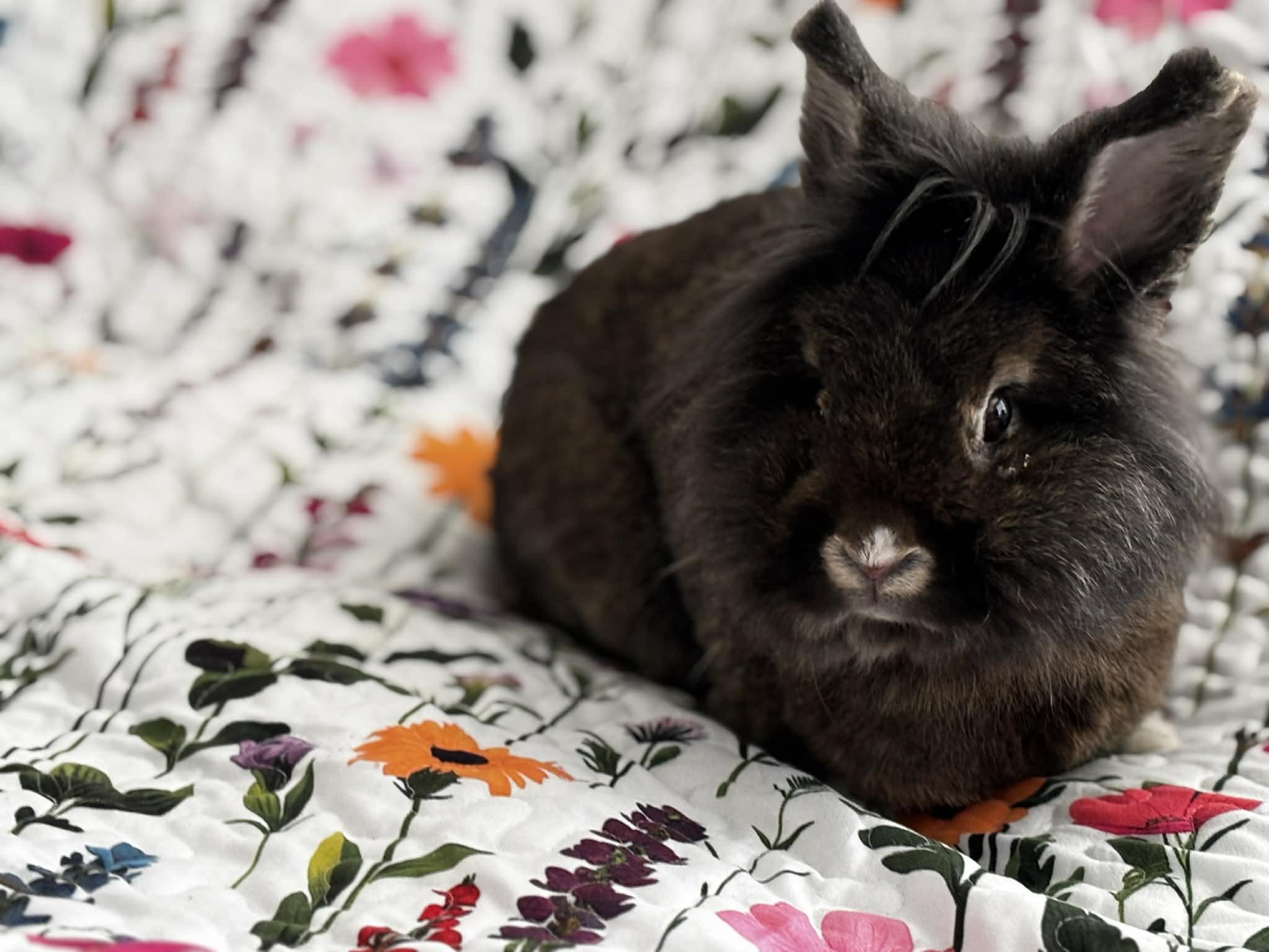 Enlarge Acorn, a ADOPTABLE Lionhead in Little Rock, AR image 1/6