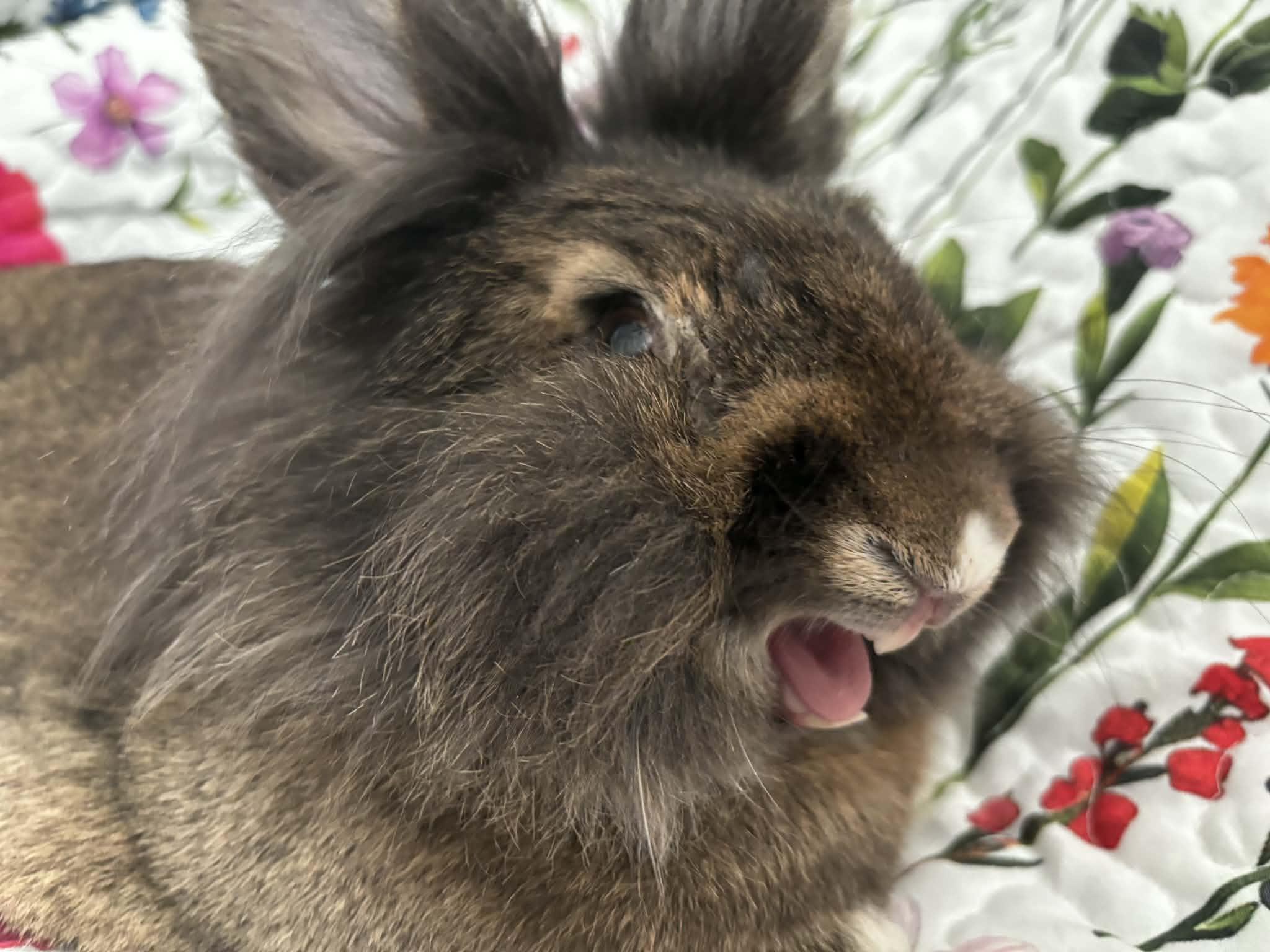 Enlarge Acorn, a ADOPTABLE Lionhead in Little Rock, AR image 6/6
