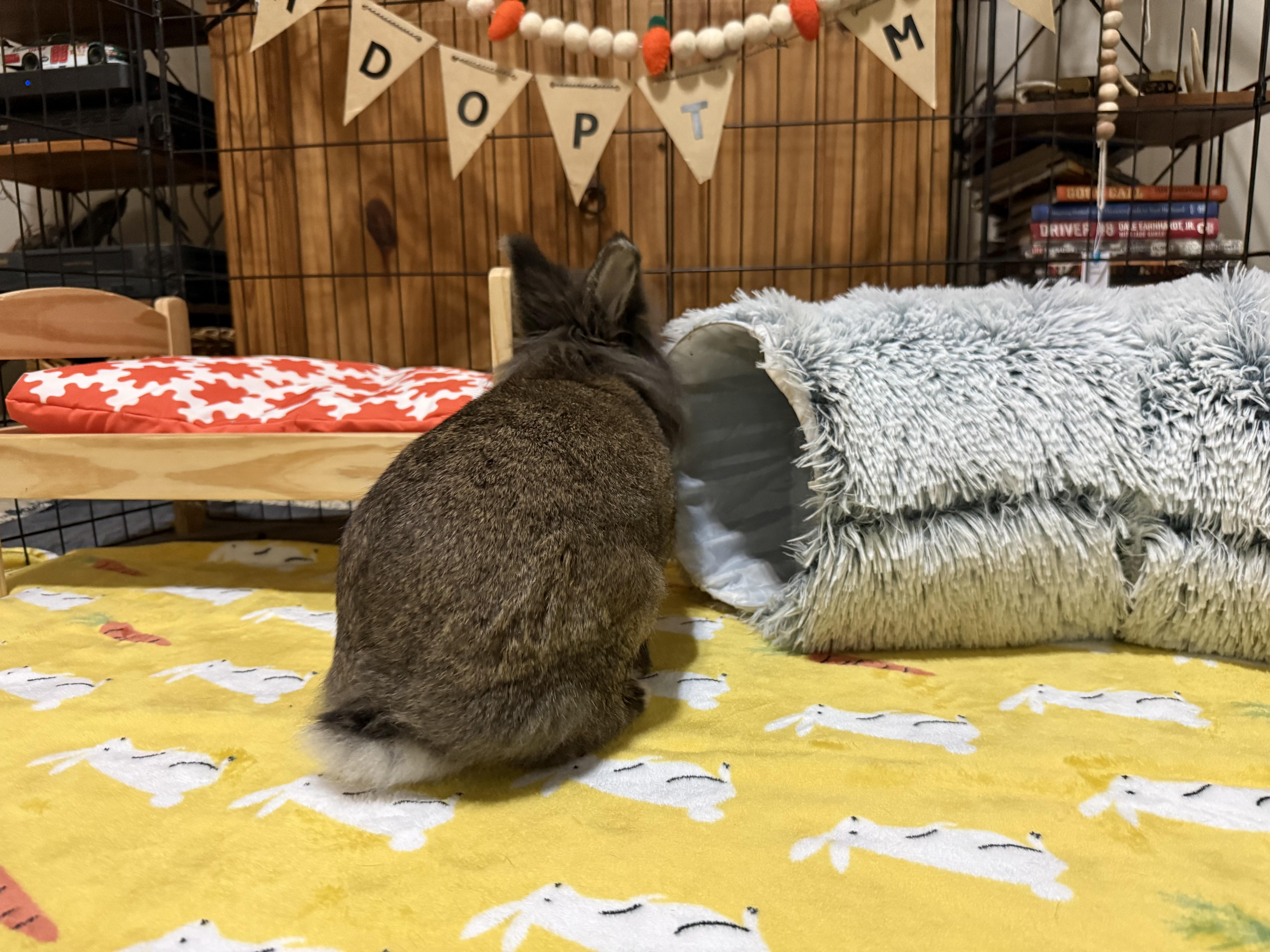 Enlarge Acorn, a ADOPTABLE Lionhead in Little Rock, AR image 3/6