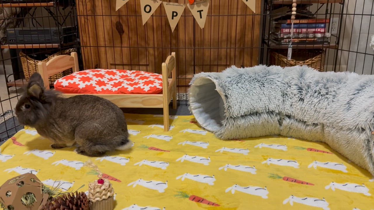 Enlarge Acorn, a ADOPTABLE Lionhead in Little Rock, AR video 4/6