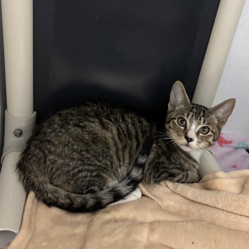 Enlarge Possum, a Adoptable Domestic Short Hair in Franklin, NC image 1/1