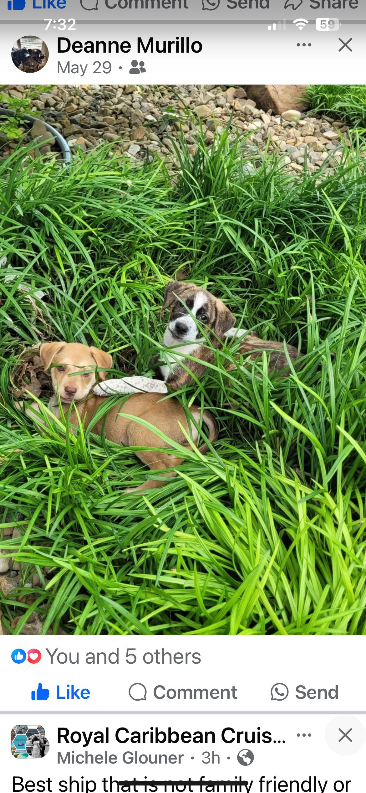 Enlarge Fern & Faye, a Adopted mixed breed in Plano, TX image 1/3