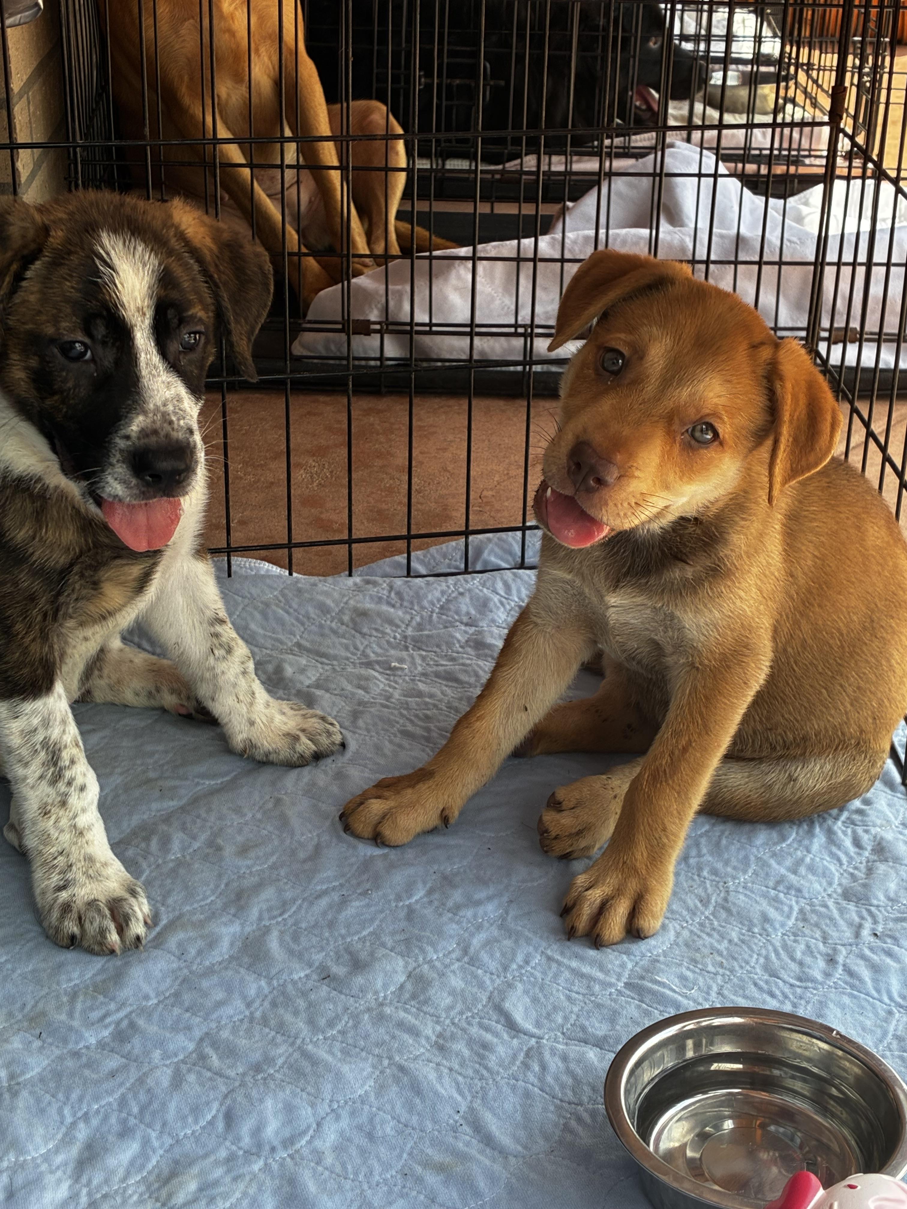 Enlarge Fern & Faye, a Adopted mixed breed in Plano, TX image 2/3