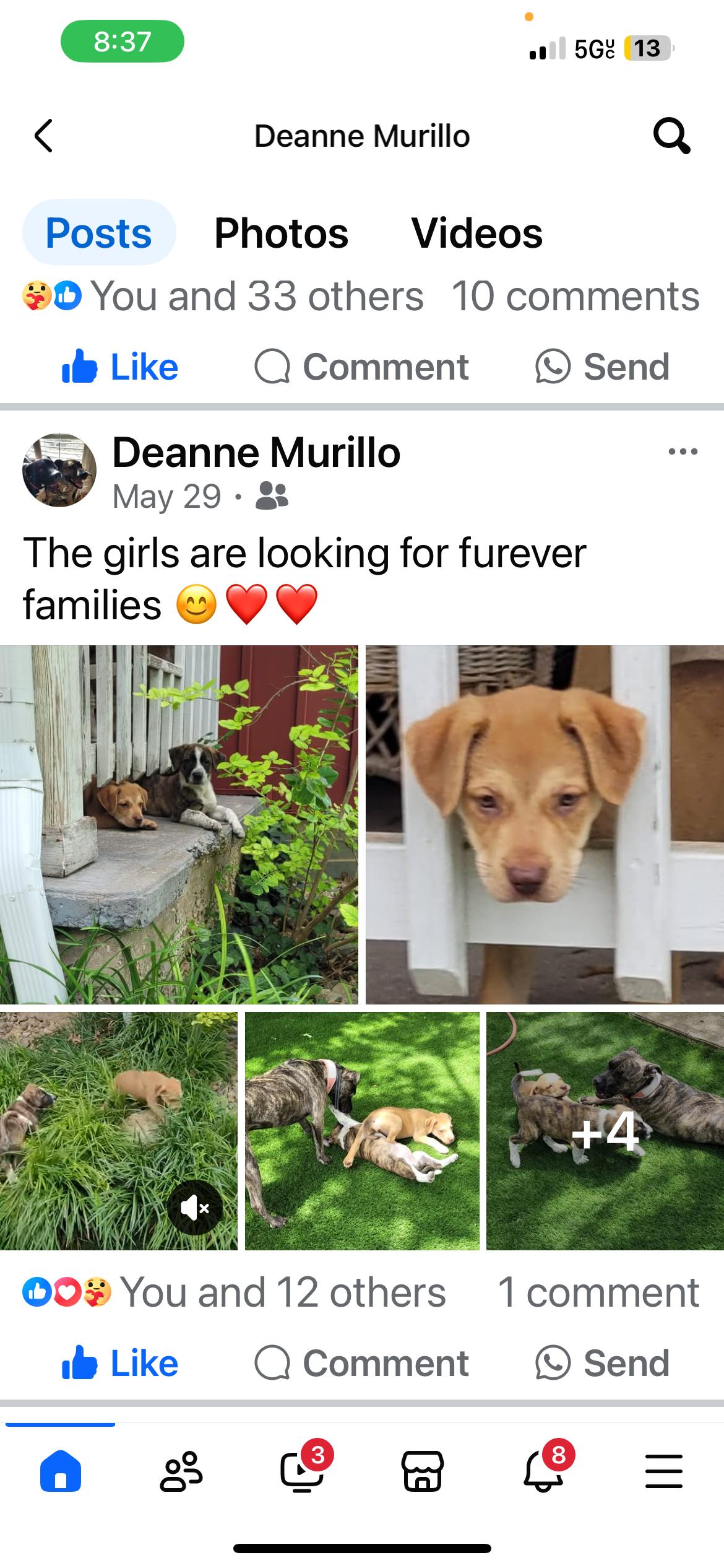 Fern & Faye, Adopted, Puppy Female Plott Hound & American Staffordshire Terrier.