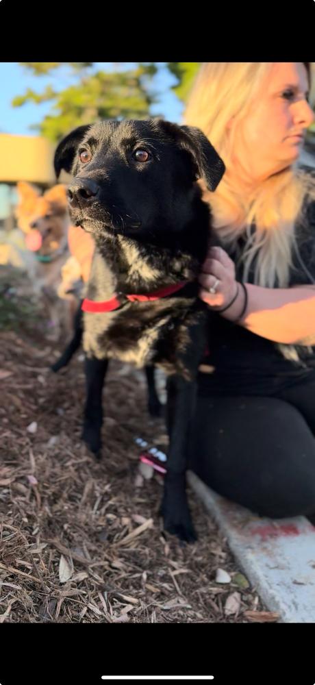 Enlarge Kenji, a Adoptable mixed breed in ventura, CA image 1/1