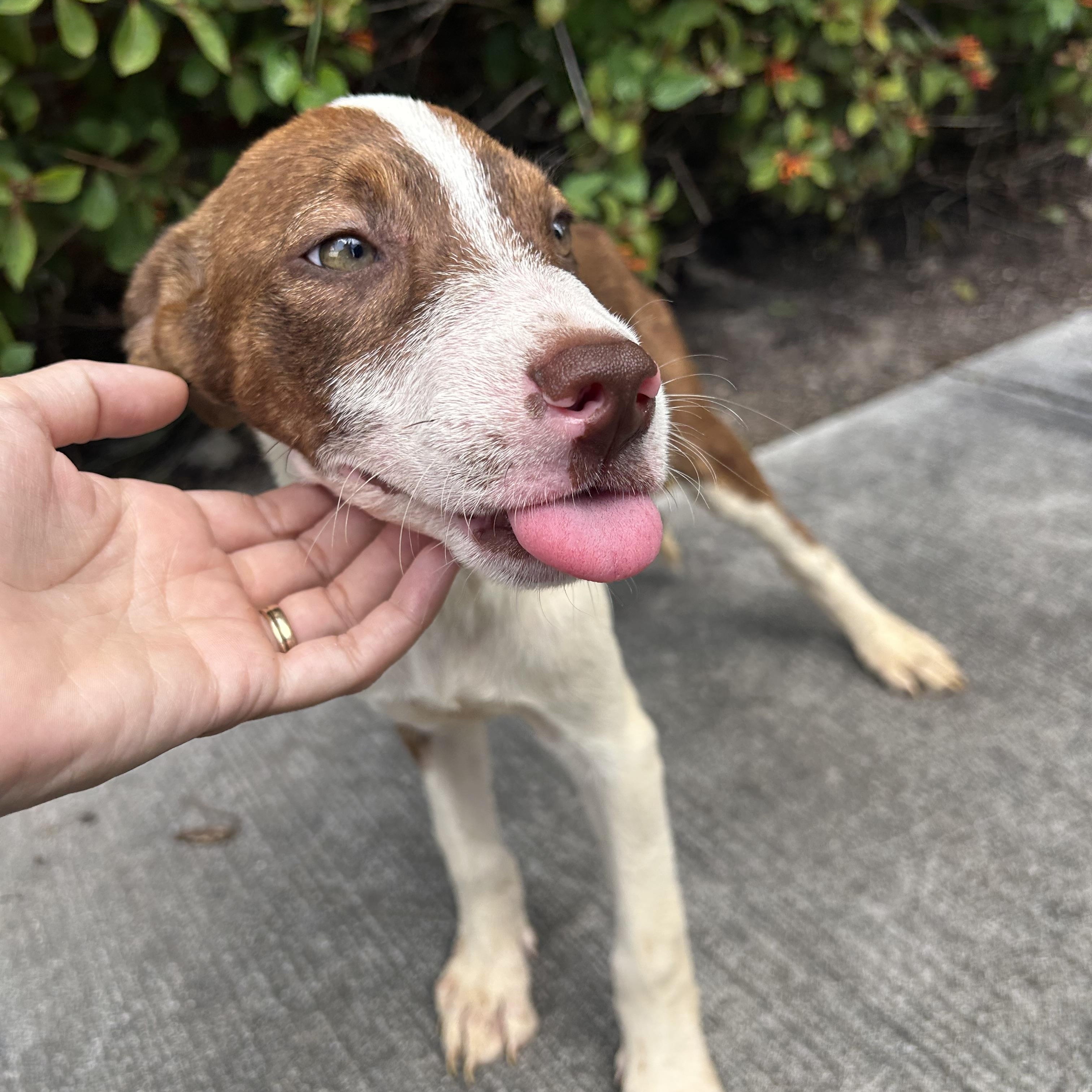 Honeybun thumbnail 3