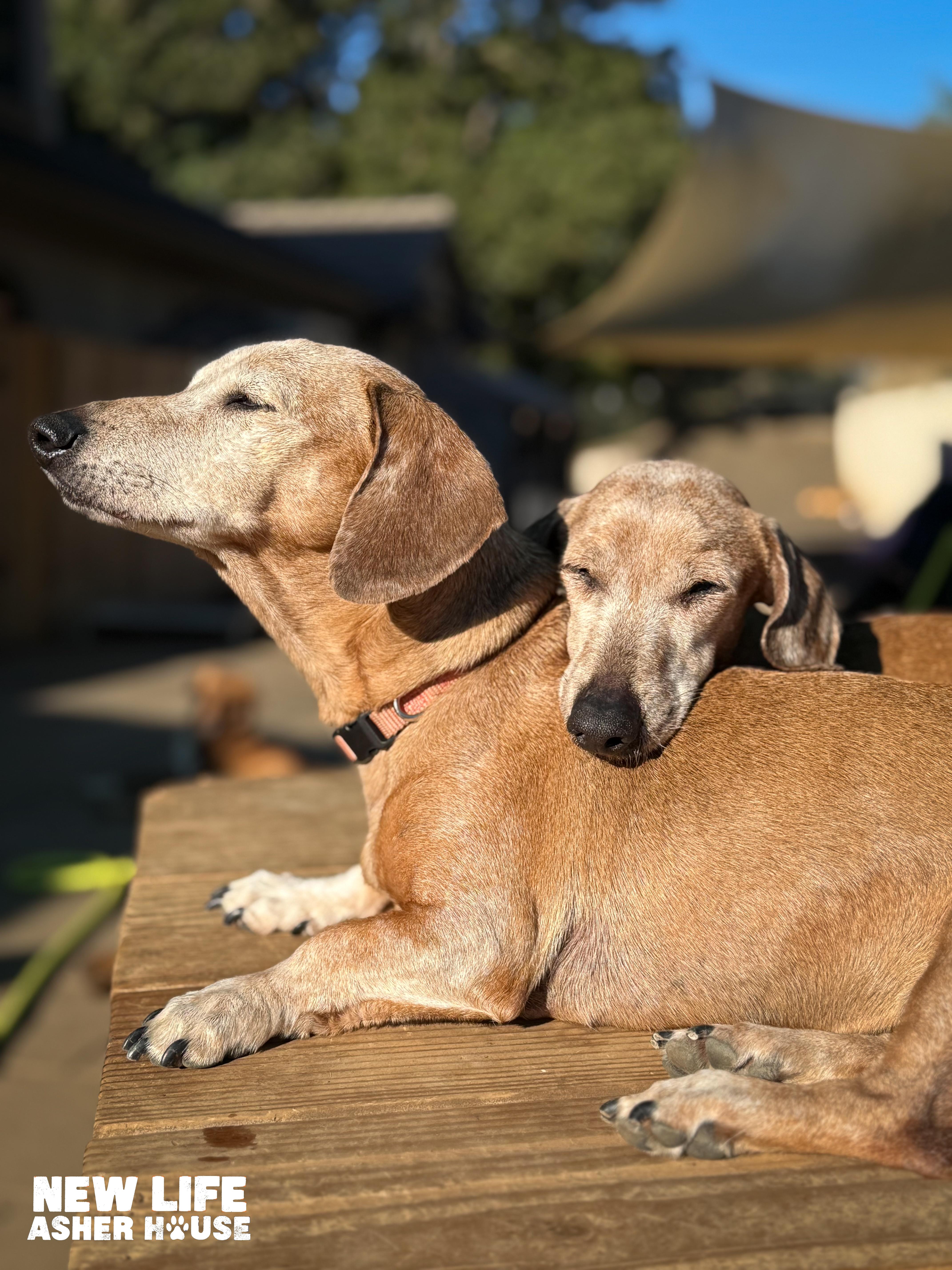 Jojo & Sugar, a Adoptable Miniature Dachshund in Portland, OR image 1/4