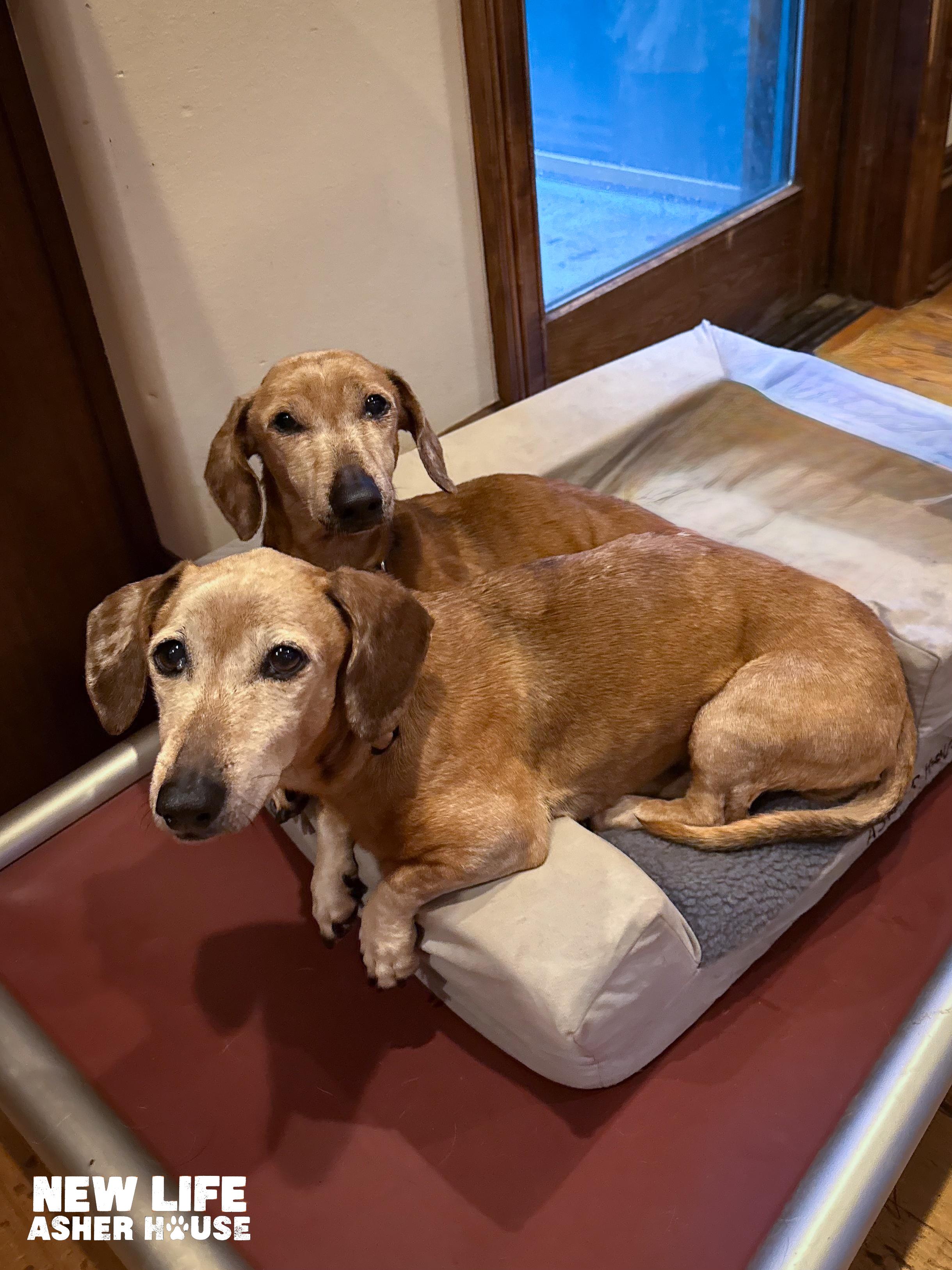 Jojo & Sugar, a Adoptable Miniature Dachshund in Portland, OR image 2/4