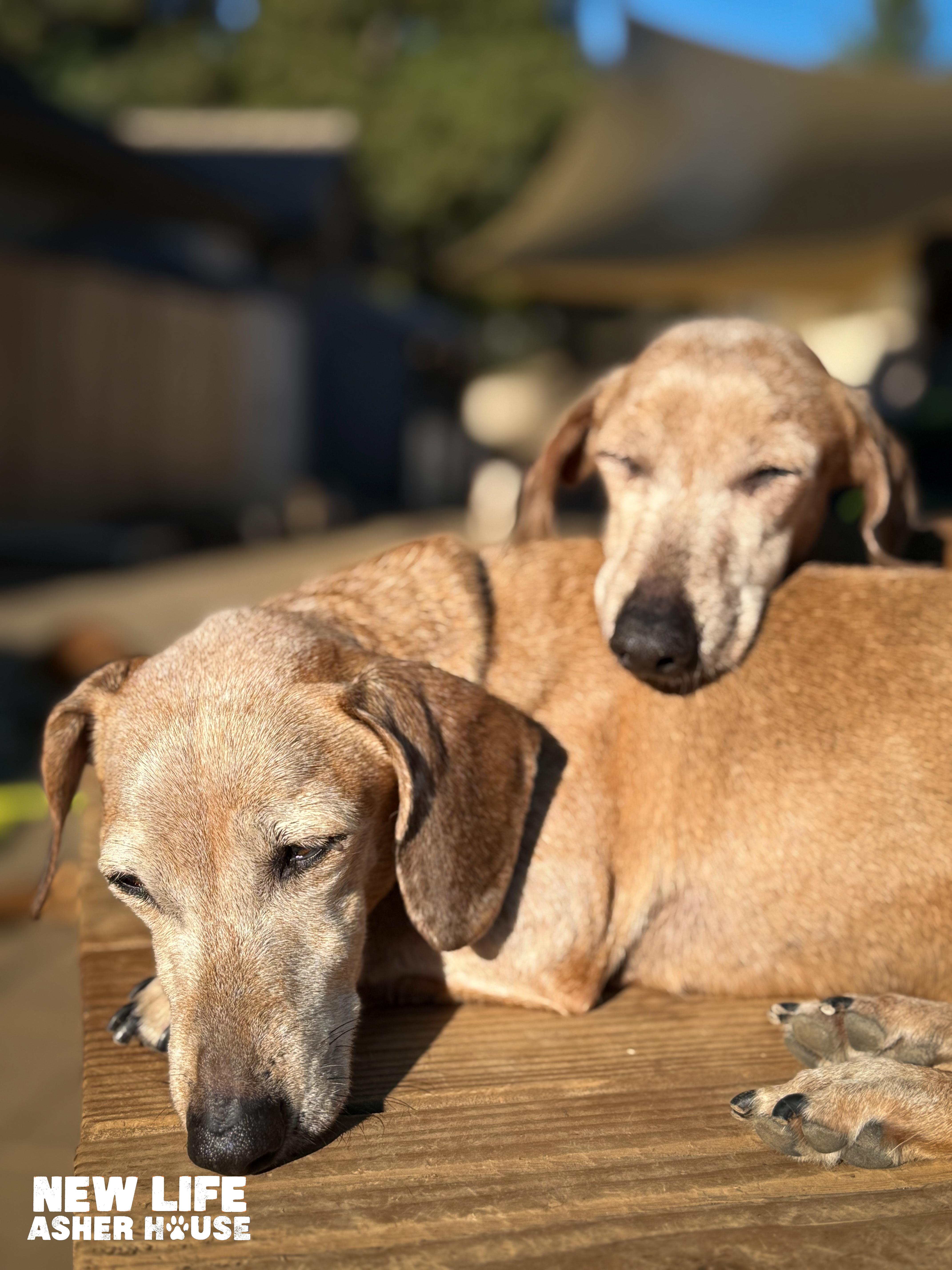 Jojo & Sugar, a Adoptable Miniature Dachshund in Portland, OR image 3/4