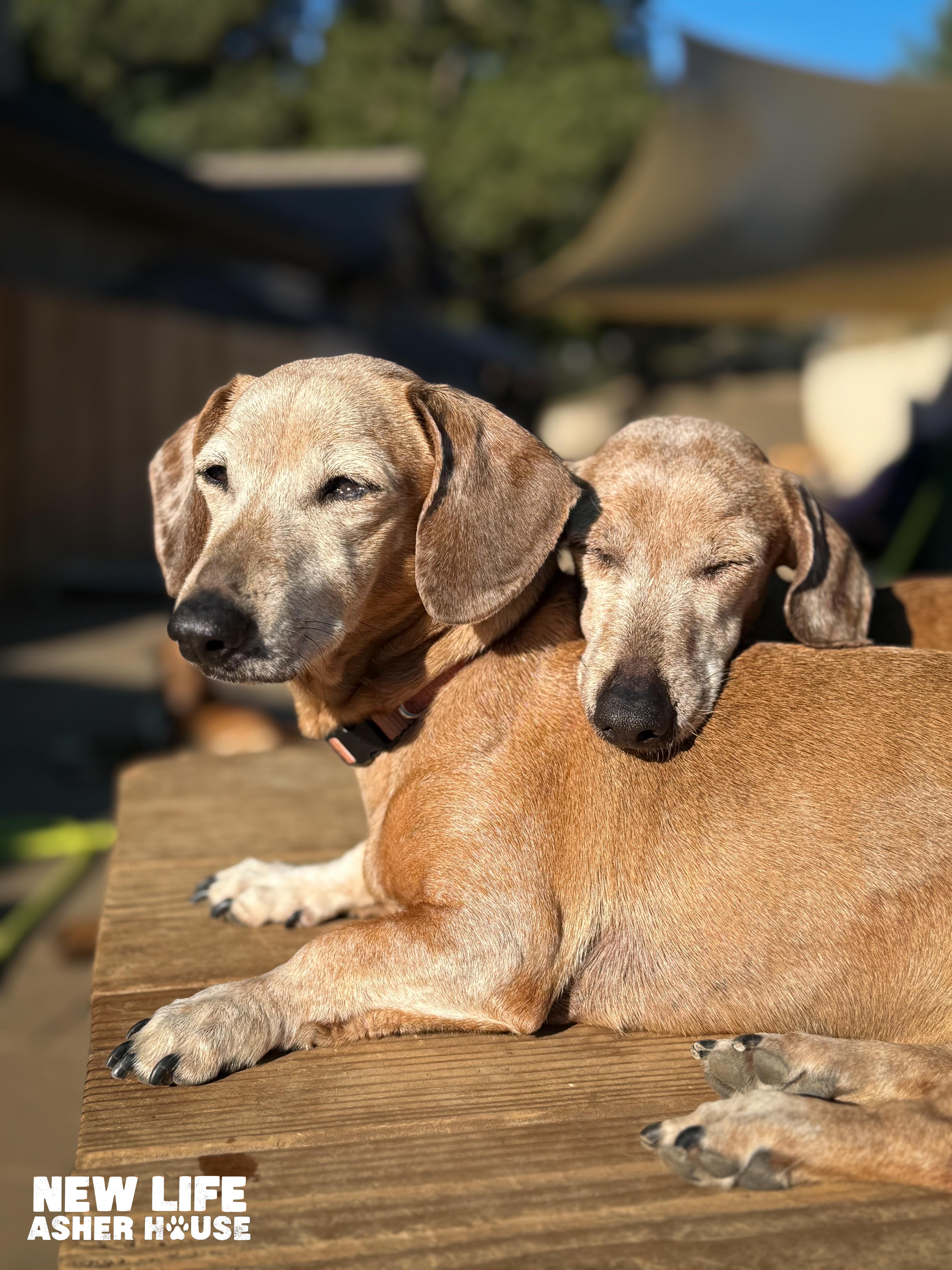 Jojo & Sugar, a Adoptable Miniature Dachshund in Portland, OR image 4/4