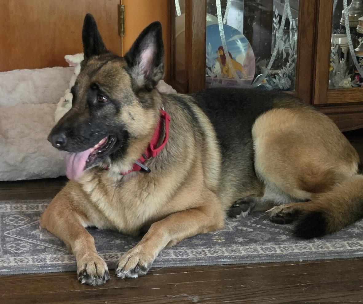 Oshun, Adoptable, Adult Female German Shepherd Dog.