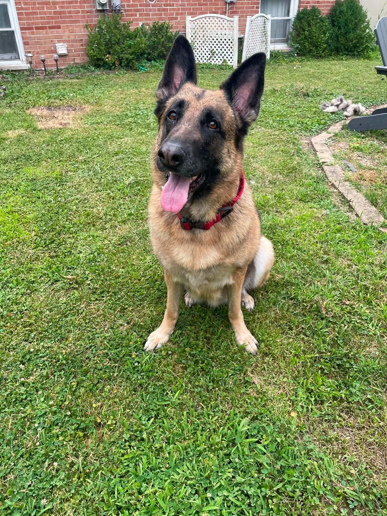 Oshun, a Adoptable German Shepherd Dog in Hillside, IL image 2/3