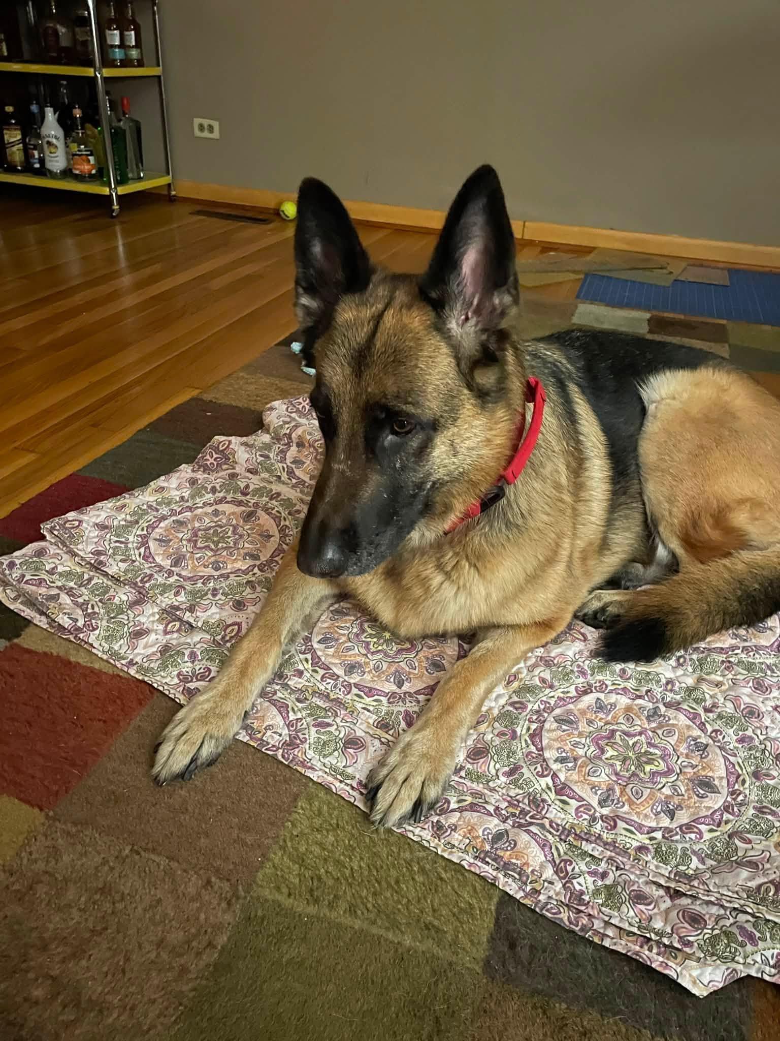 Oshun, a Adoptable German Shepherd Dog in Hillside, IL image 3/3