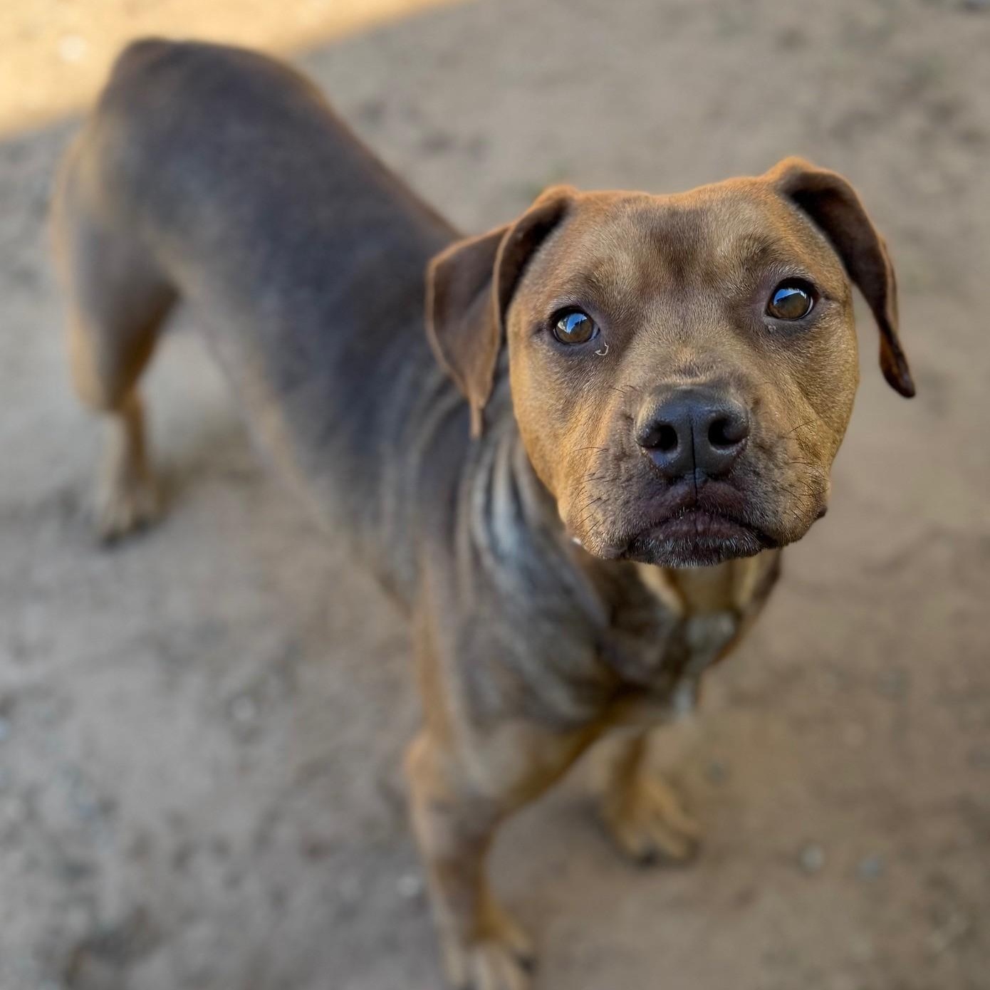 Shelby, ADOPTABLE, Adult Female Mixed Breed.