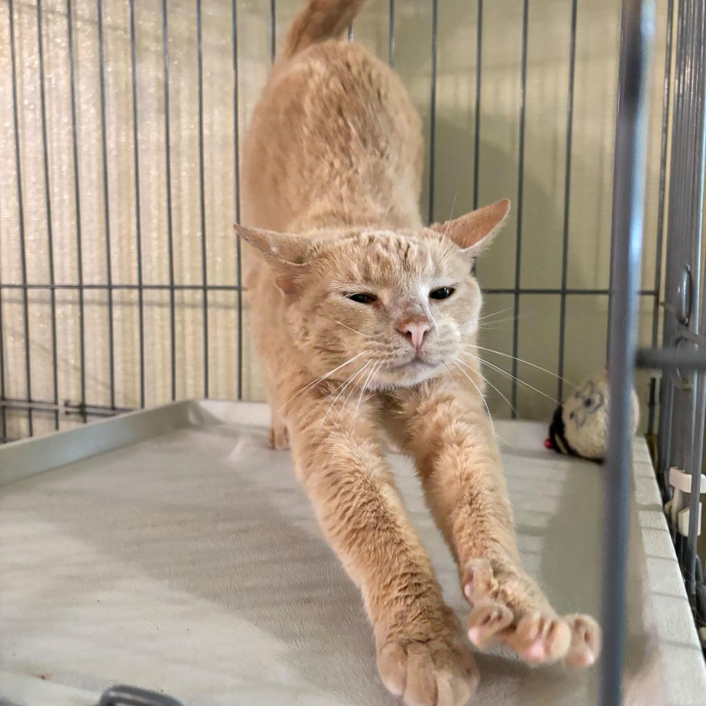 Enlarge USS Athena, a Adoptable Domestic Short Hair in Carencro, LA image 1/4