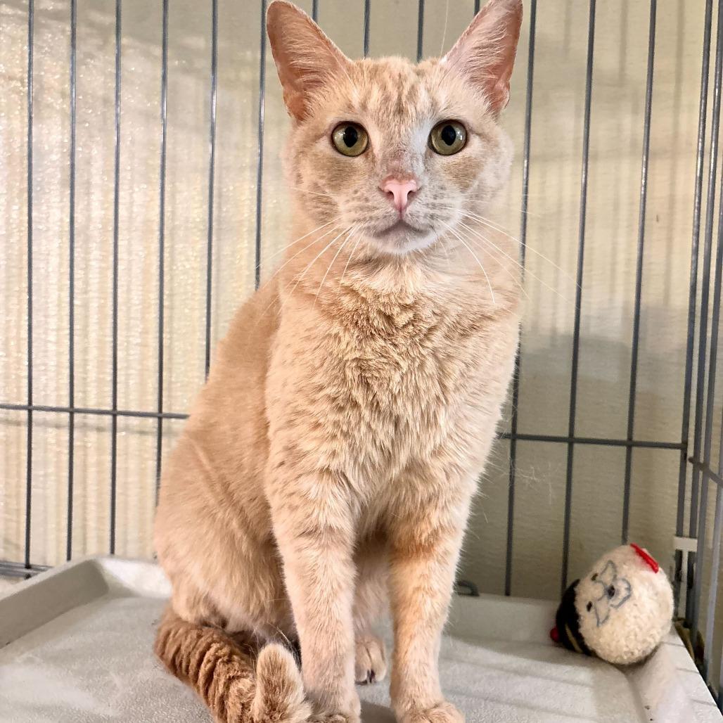 Enlarge USS Athena, a Adoptable Domestic Short Hair in Carencro, LA image 2/4