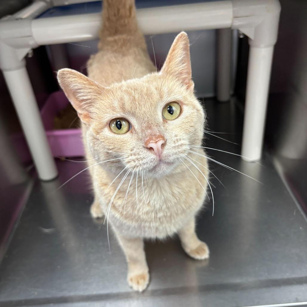 Enlarge USS Athena, a Adoptable Domestic Short Hair in Carencro, LA image 3/4