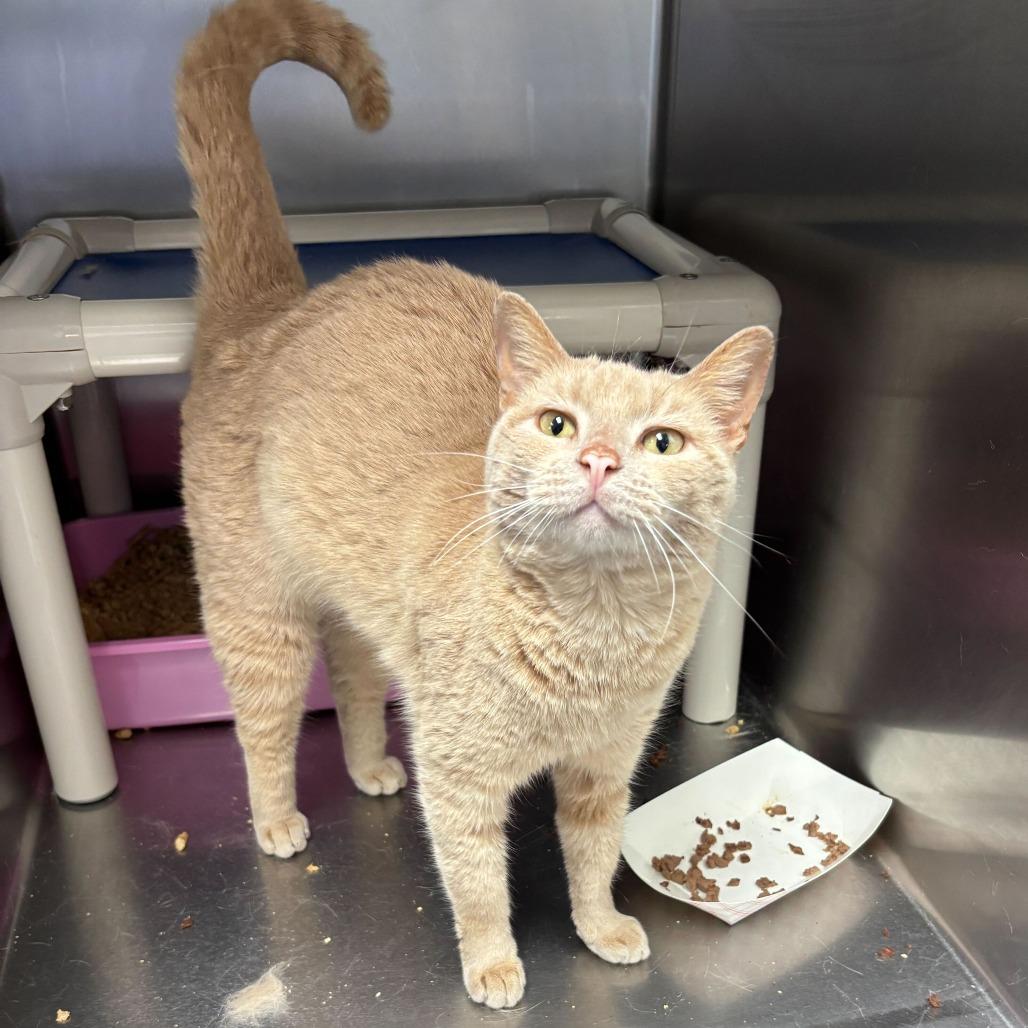 Enlarge USS Athena, a Adoptable Domestic Short Hair in Carencro, LA image 4/4